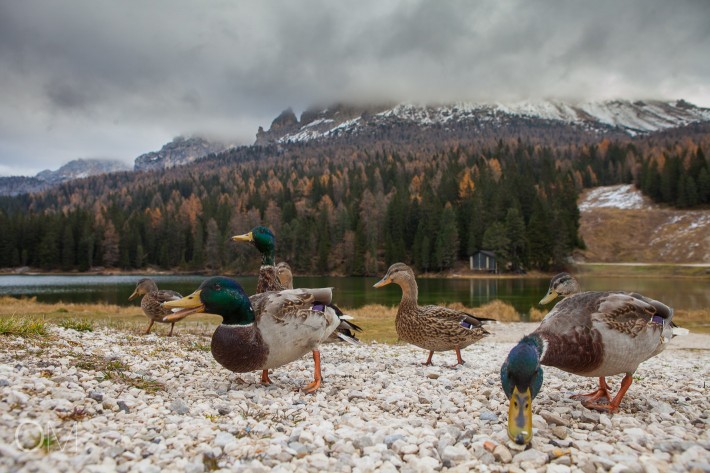 5 days in Dolomites's Autumn