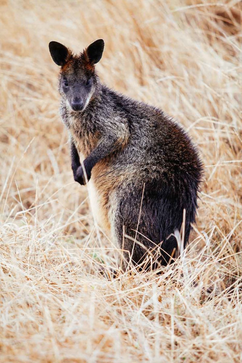Wallaby in Phillip Island