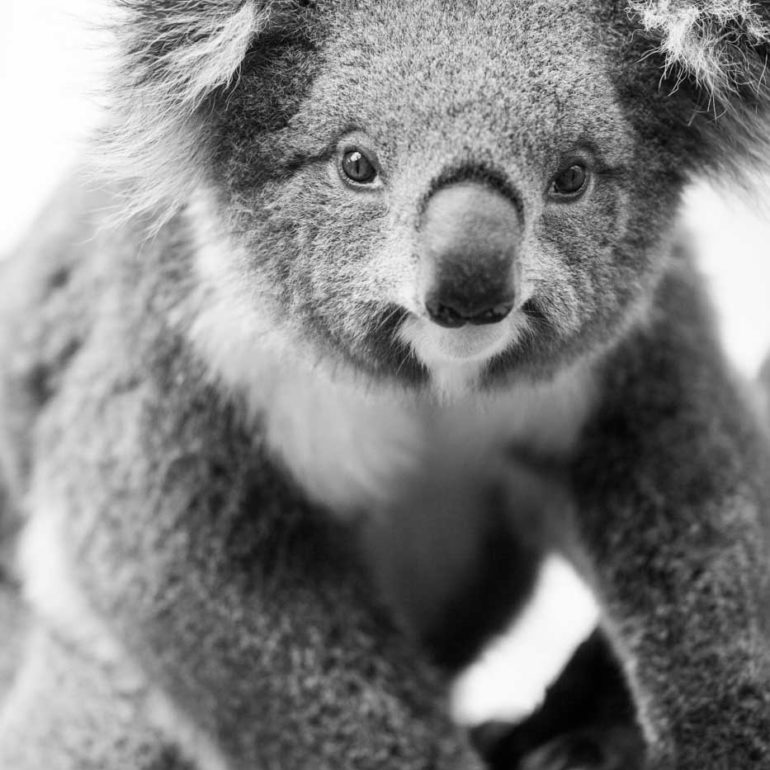 Koala in Cape Otway National Park