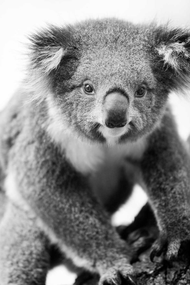 Koala in Cape Otway National Park