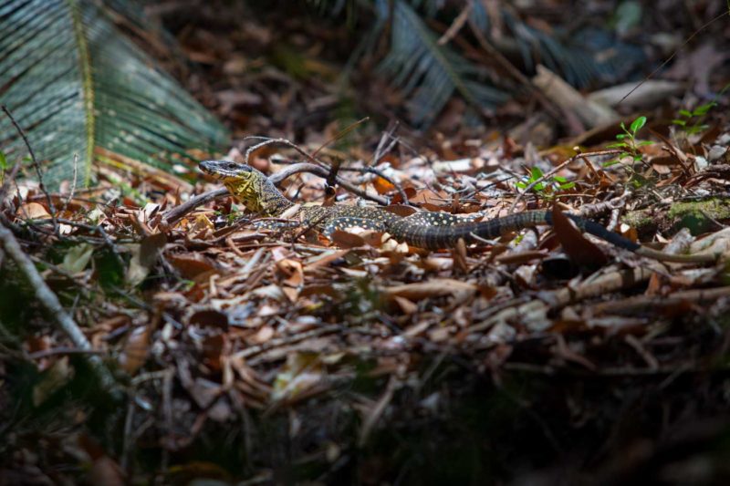 Lizzard in Fraser Island