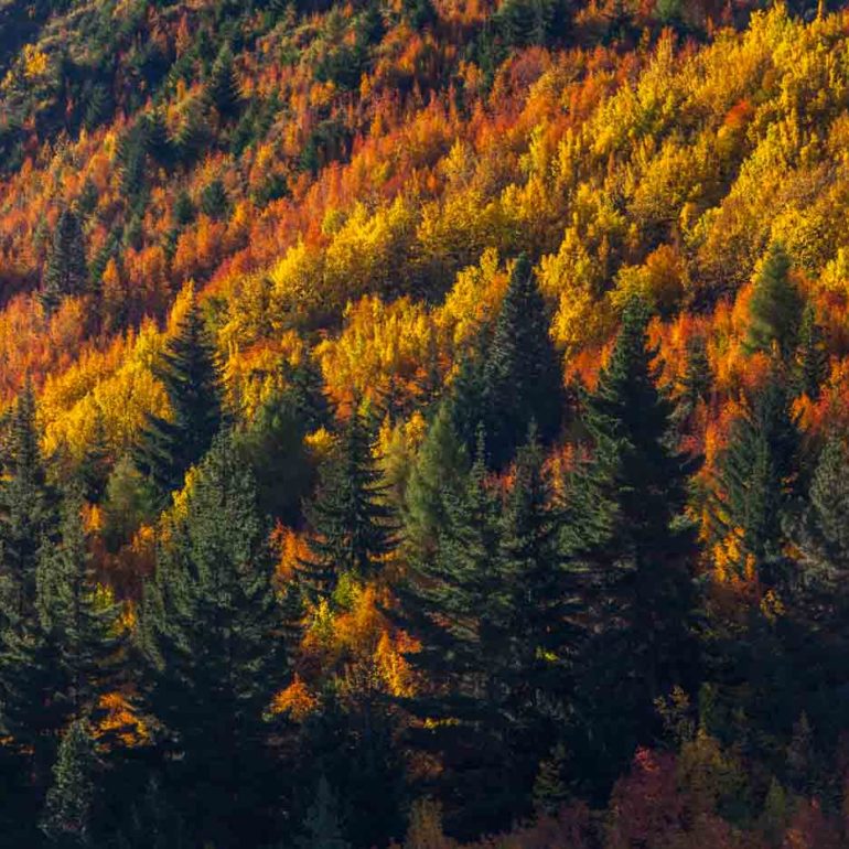 Arrowtown Woods in Autumn