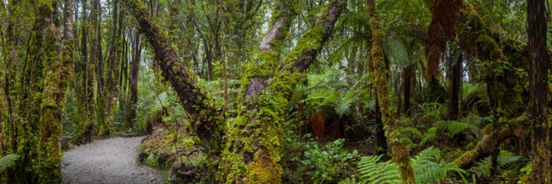 Selva a Fox Glacier