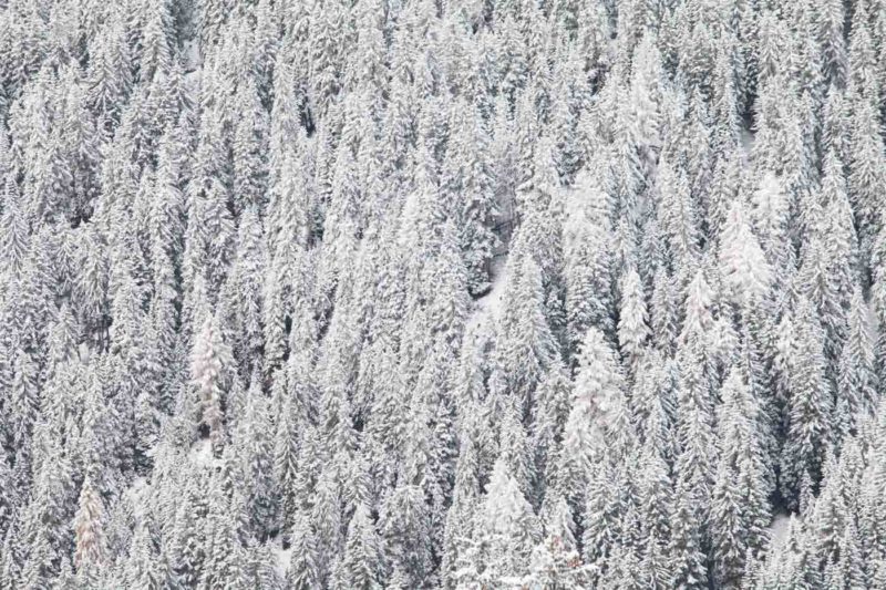Bosques nevados en las Dolomitas