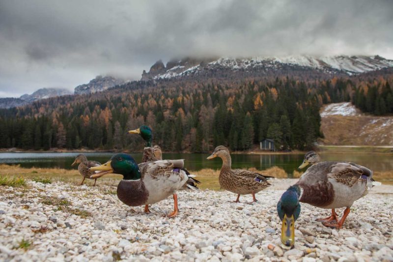 Patos en el Lago Misurina
