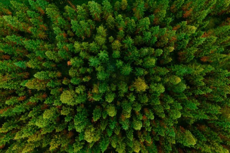 Boscos prop de Trones