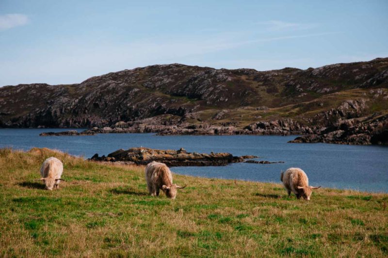Highland Cattles en Scourie