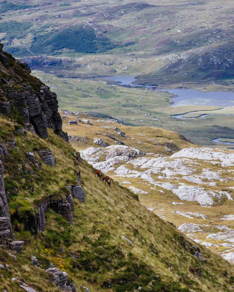 Ciervos rojos en el Suilven